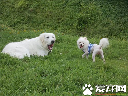 大白熊犬的性格 大白熊犬性情溫和耐力好