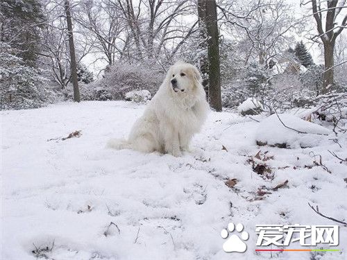 大白熊犬多高 大白熊公犬身高69到81厘米