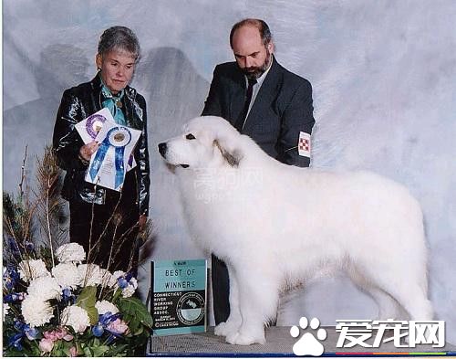 大白熊犬多大 大白熊犬是會有41到57公斤