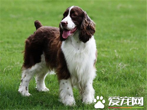 史賓格犬應喂什麼犬糧 史賓格不能吃的六種食物