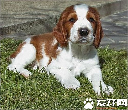 史賓格犬咬人嗎 史賓格犬一般情況不會咬人
