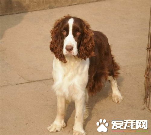 史賓格犬咬人嗎 史賓格犬一般情況不會咬人