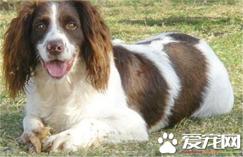 史賓格犬體重 雄性一般體重在20到25公斤