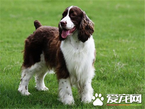 史賓格犬體味重嗎 史賓格犬還是有一定體味的
