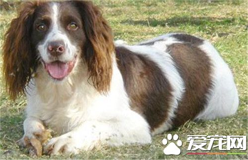 史賓格犬體味重嗎 史賓格犬還是有一定體味的