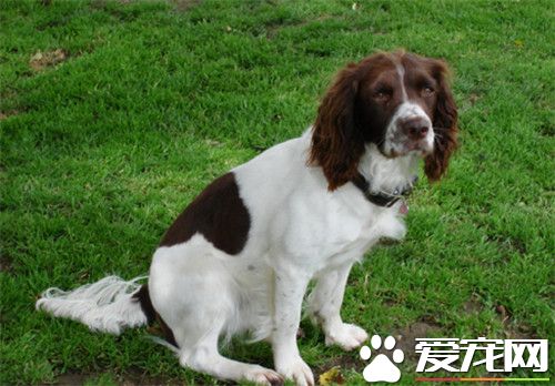 史賓格犬體重 雄性一般體重在20到25公斤