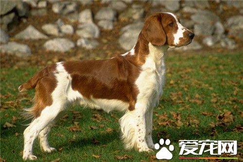 史賓格犬適合家養嗎 史賓格犬非常適合家養