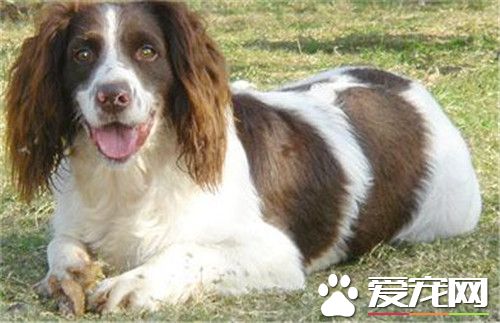 史賓格犬什麼時候斷尾 史賓格犬出生2到3天內