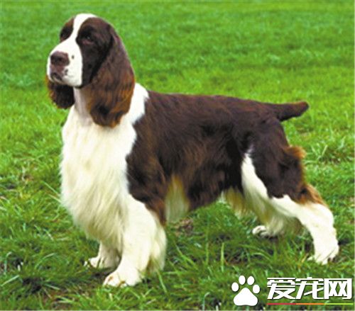 史賓格犬什麼時候斷尾 史賓格犬出生2到3天內