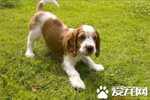 史賓格犬如何養 喂史賓格要定時定量固定地點