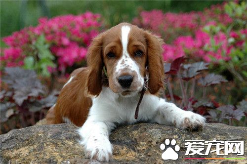 史賓格犬什麼毛色為好 史賓格一般是棕紅和白色
