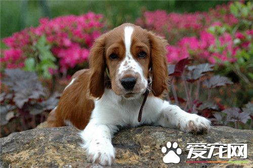 史賓格犬如何養 喂史賓格要定時定量固定地點