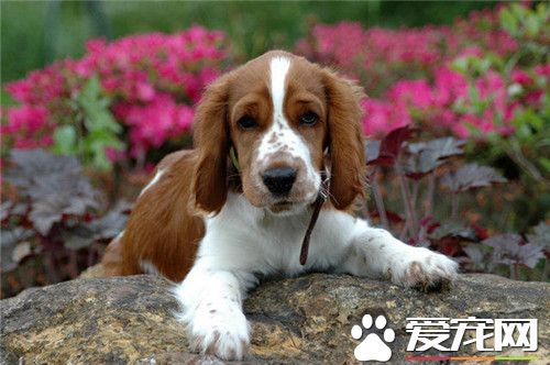 史賓格犬怕熱嗎 史賓格犬是極度怕熱的狗