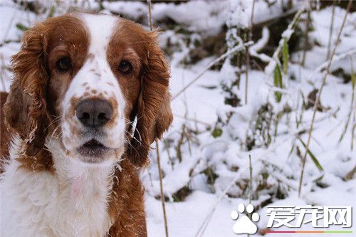 史賓格犬怕熱嗎 史賓格犬是極度怕熱的狗