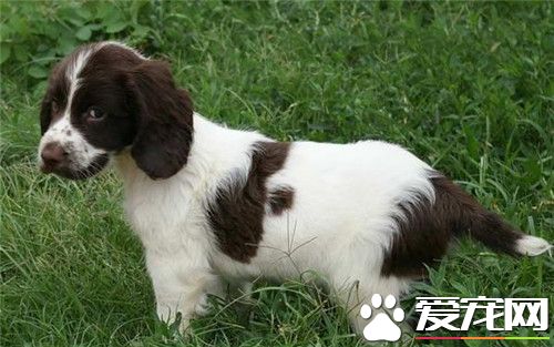 史賓格犬如何養 喂史賓格要定時定量固定地點
