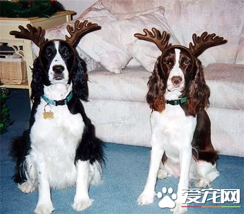 史賓格犬能長多大 公犬的理想肩高是50.8厘米
