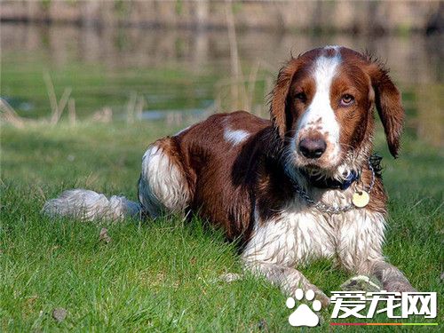 史賓格犬怕熱嗎 史賓格犬是極度怕熱的狗