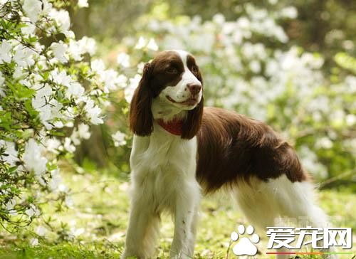 史賓格犬能長多大 公犬的理想肩高是50.8厘米