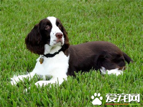 史賓格犬和可卡的區別 顏色上有主要的區別