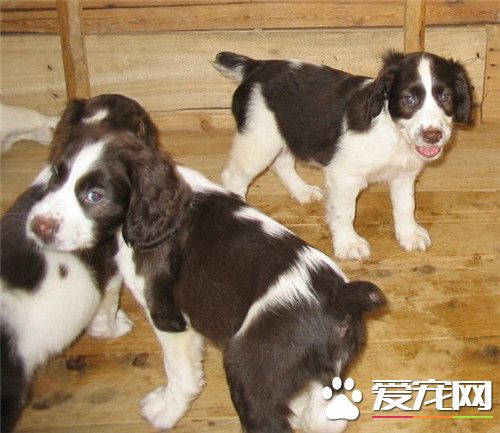 史賓格犬好動嗎 史賓格犬屬於徹底的運動犬