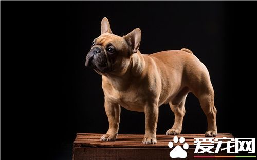 法國斗牛犬的品相 法國斗牛犬外貌特征