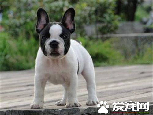 法國斗牛犬哪個顏色最貴 法國斗牛有黑白相間