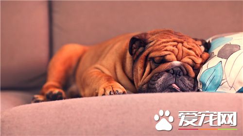 法國斗牛犬哪個顏色最貴 法國斗牛有黑白相間
