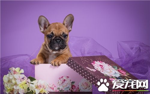 法國斗牛犬哪個顏色最貴 法國斗牛有黑白相間