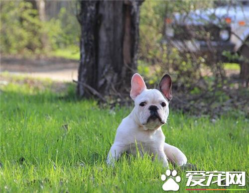法國斗牛犬活多久 平均壽命在12到15歲左右