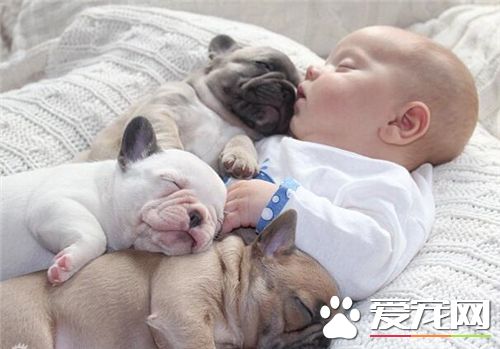 法國斗牛犬活多久 平均壽命在12到15歲左右