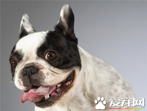 法國斗牛犬會掉毛嗎 法國斗牛犬會掉毛的