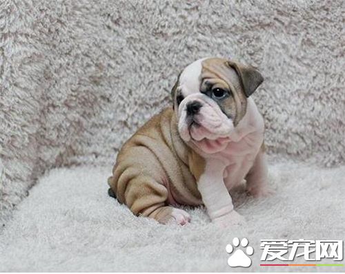 法國斗牛犬會掉毛嗎 法國斗牛犬會掉毛的