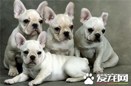 法國斗牛犬會掉毛嗎 法國斗牛犬會掉毛的