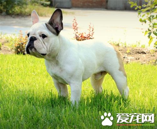 法國斗牛犬和英國斗牛犬哪個好養 完全根據個人喜好