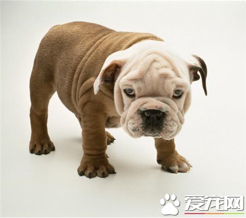 法國斗牛犬和英國斗牛犬哪個好養 完全根據個人喜好