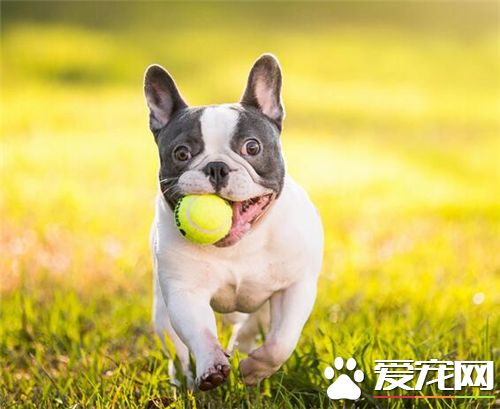 法國斗牛犬和英國斗牛犬哪個好養 完全根據個人喜好