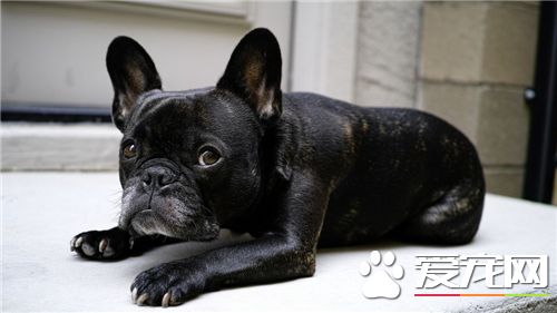 法國斗牛犬好繁殖嗎 好的品種肯定不好繁殖