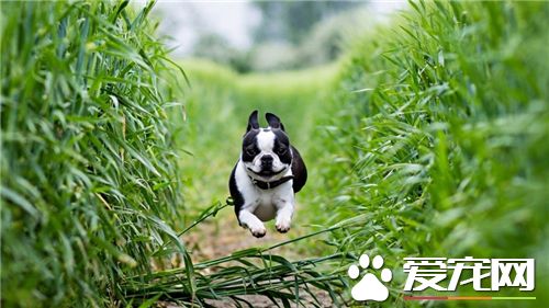 法國斗牛犬好繁殖嗎 好的品種肯定不好繁殖