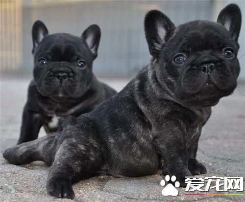 法國斗牛犬跟波士頓梗的性格區別 性格方面差不多