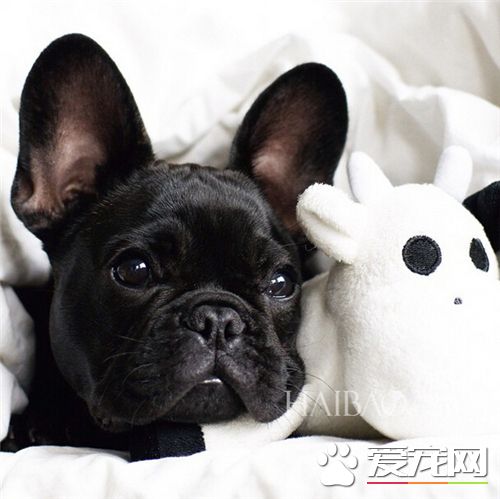 法國斗牛犬斷尾 是因為它的尾巴又直又硬