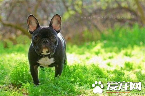 法國斗牛犬跟波士頓梗的性格區別 性格方面差不多