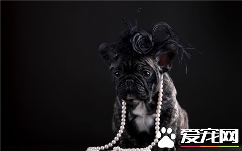 法國斗牛犬斷尾 是因為它的尾巴又直又硬