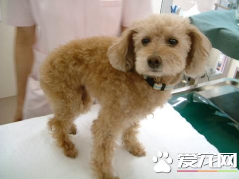玩具貴賓犬最大是多大 體重在3到6公斤左右