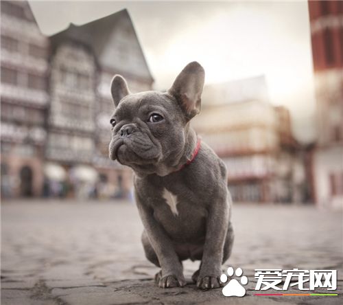 法國斗牛犬斷尾 是因為它的尾巴又直又硬