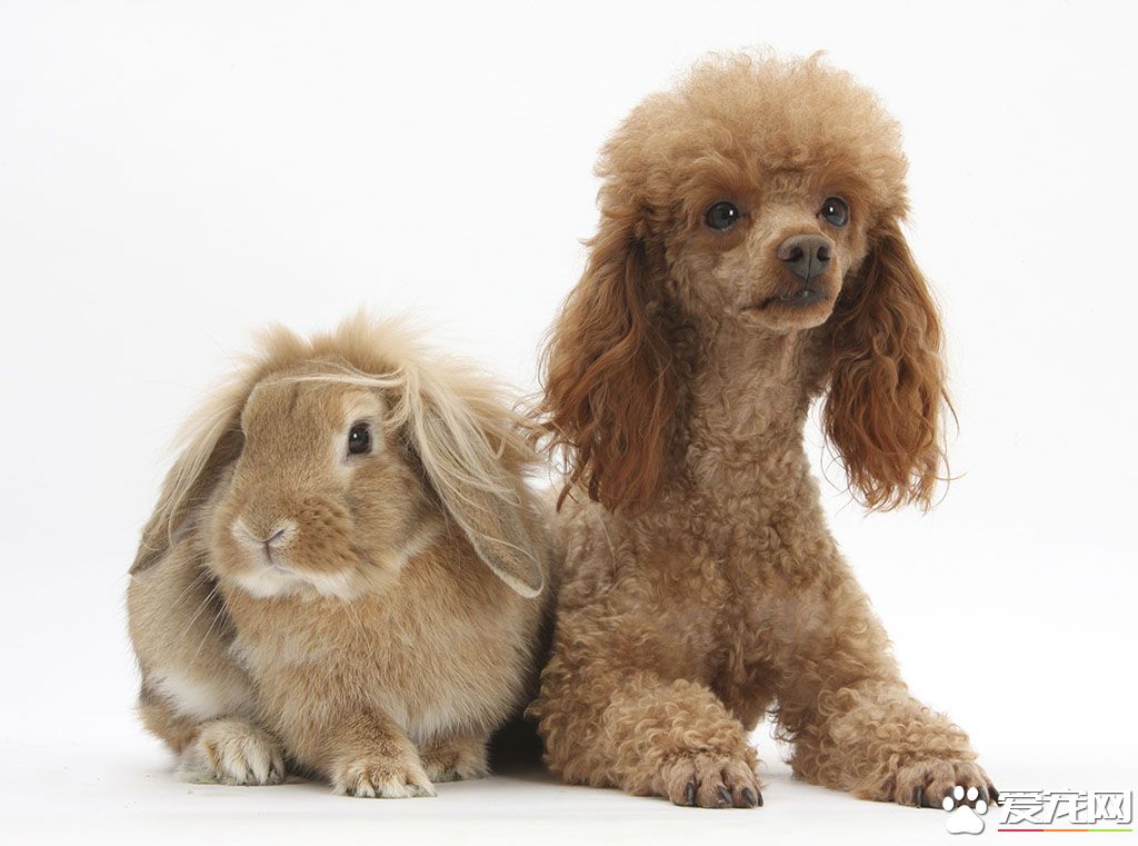 玩具貴賓犬最大是多大 體重在3到6公斤左右