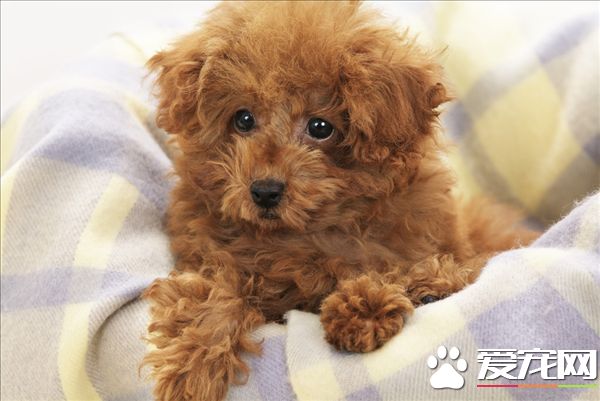 玩具貴賓犬最大是多大 體重在3到6公斤左右