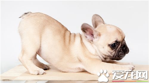 法國斗牛犬的缺點 主要的缺點就是體味比較重