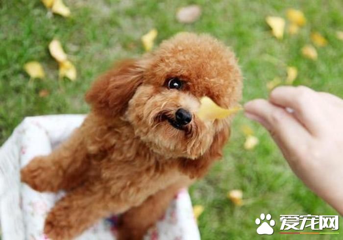 玩具貴賓犬怎樣配種 發情期一般以母犬較明顯