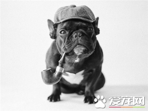 法國斗牛犬的缺點 主要的缺點就是體味比較重