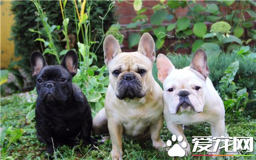 法國斗牛犬的智商 不算特別的聰明的狗狗